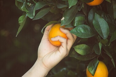 What can I do if I am on a working holiday or seasonal worker visa in the Coronavirus (COVID-19) crisis?